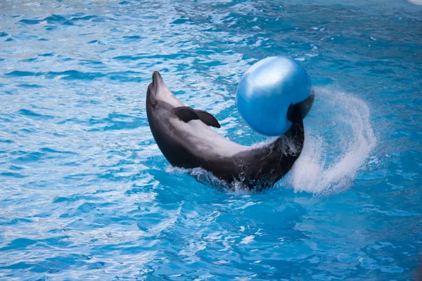 Дельфин с мячом Лицензионные Стоковые Изображения