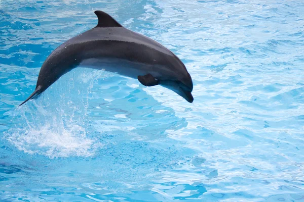 Дельфин прыгает Стоковое Фото