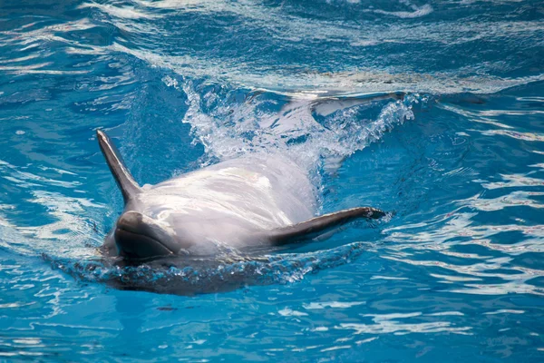 Дельфин плавает Стоковое Изображение
