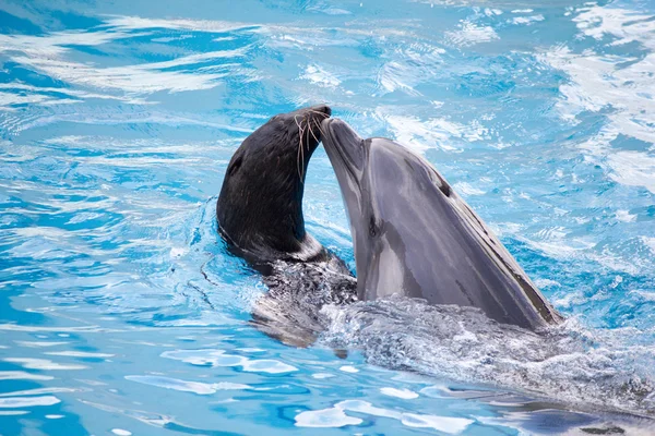 Seal and dolphin — Stock Photo, Image
