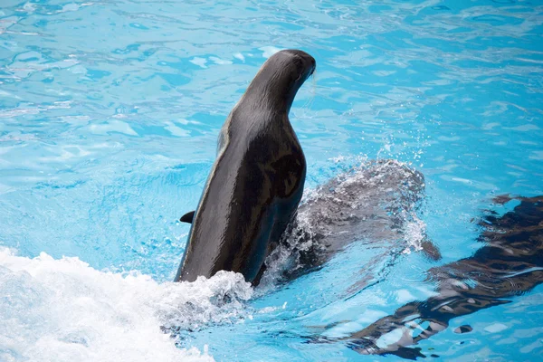 Seal and dolphin — Stock Photo, Image