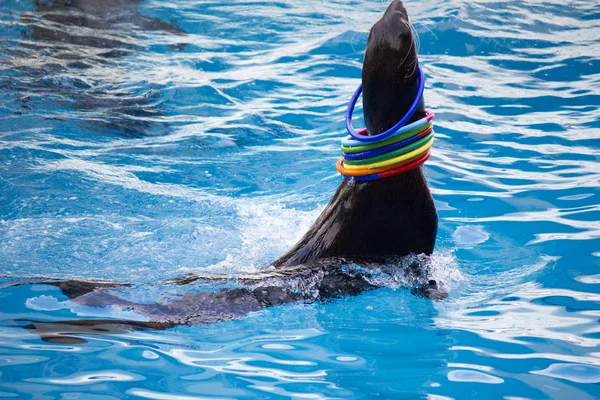 Seal with rings — Stock Photo, Image