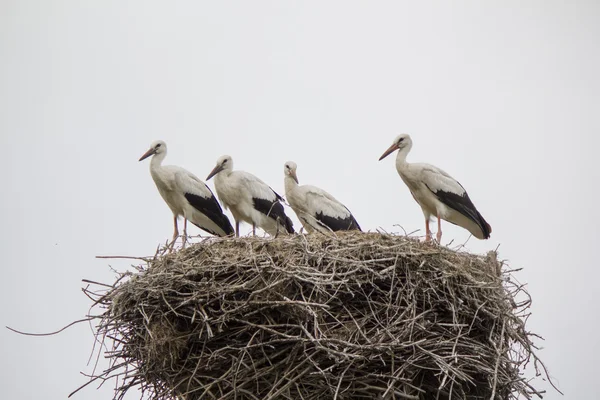 Las cigüeñas están en el nido —  Fotos de Stock