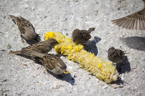 sparrowa Mısır yiyor