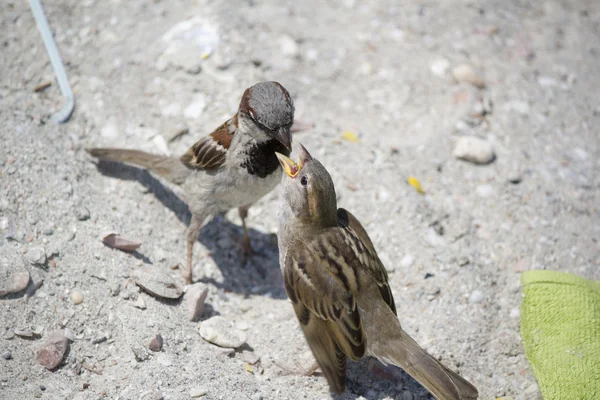 gelecek nesillere Bakımı