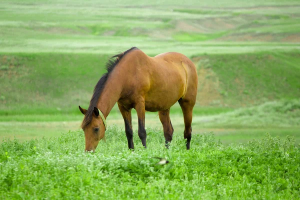 Hästen betar på betesmark — Stockfoto