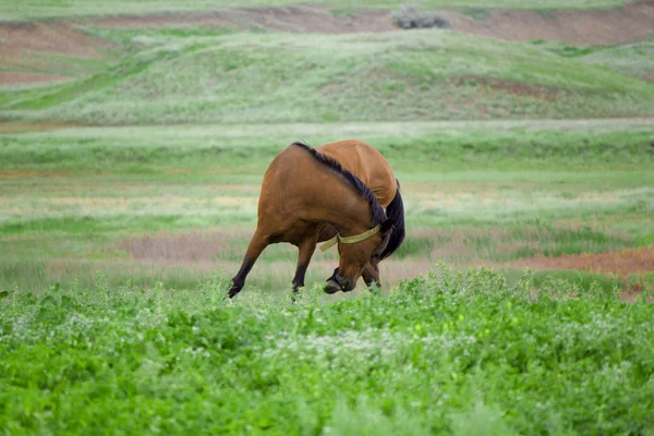 At çayırda otluyor.