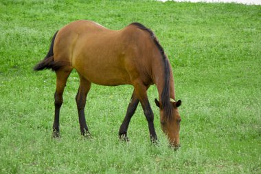 At çayırda otluyor.
