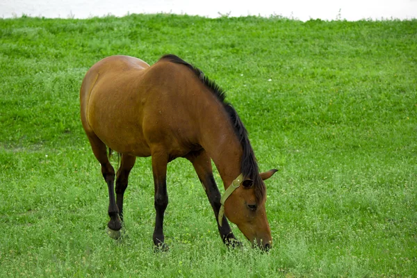 Het paard graast op de weide — Stockfoto