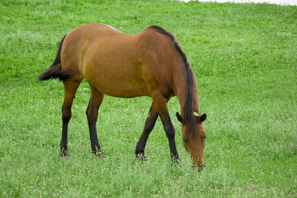 At çayırda otluyor.