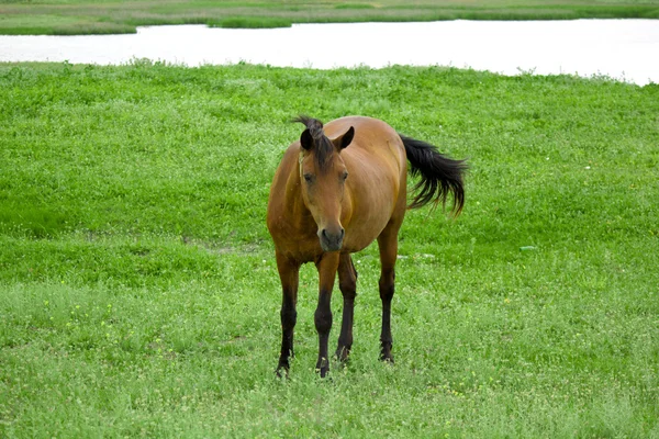 The horse is grazing on pasture — Stock Photo, Image