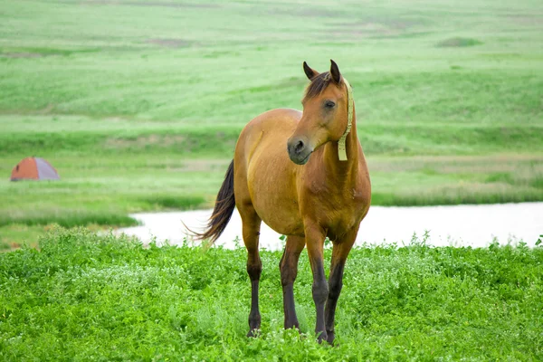 The horse is grazing on pasture Royalty Free Stock Photos