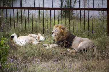 Aslan portre