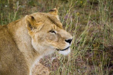 Aslan portre