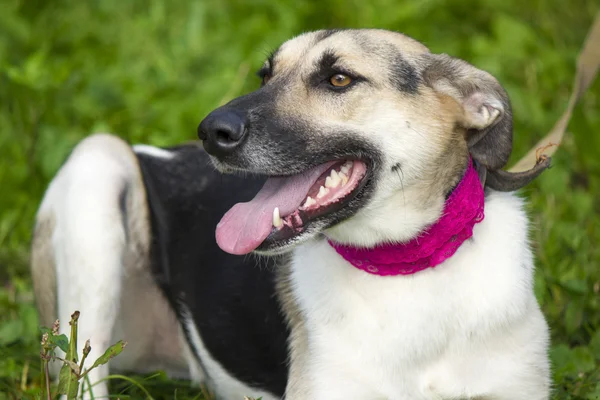 Perro divertido — Foto de Stock