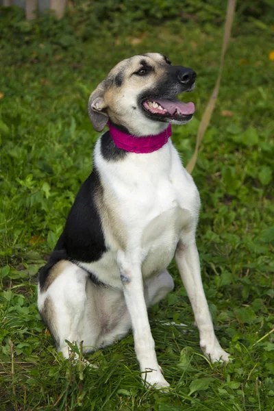 Funny dog — Stock Photo, Image