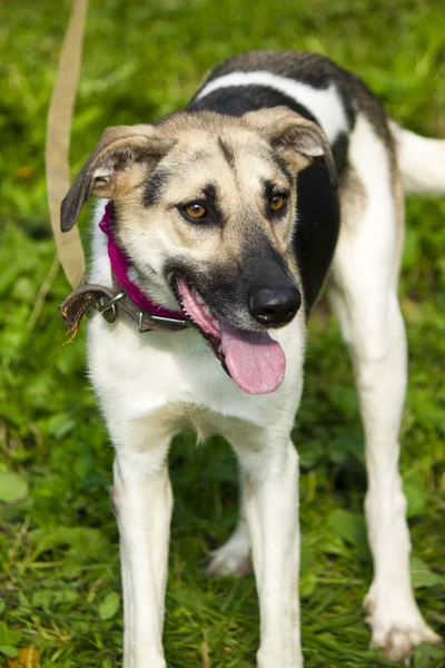 Funny dog — Stock Photo, Image