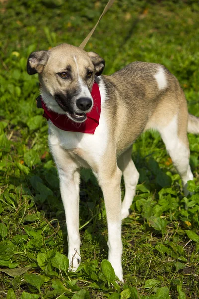 Funny dog — Stock Photo, Image