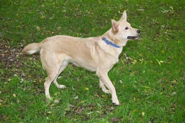 Cão engraçado — Fotografia de Stock