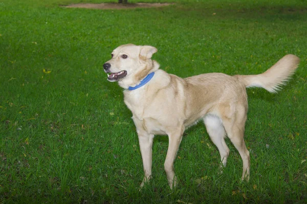 Cão engraçado — Fotografia de Stock