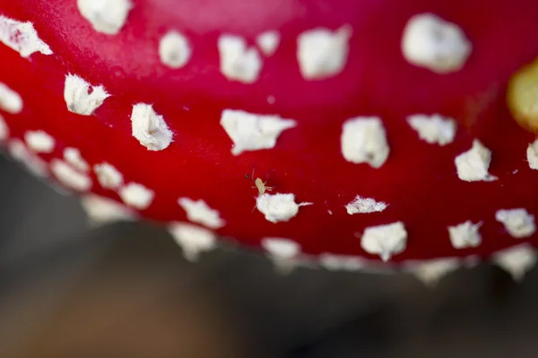 fly-agaric üzerinde küçük hata