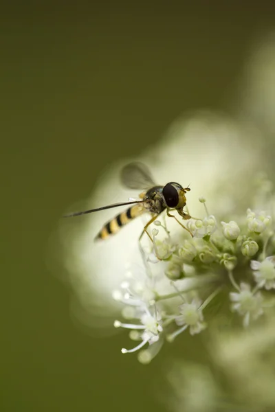 Conopidae on aegopodium — Stock Photo, Image