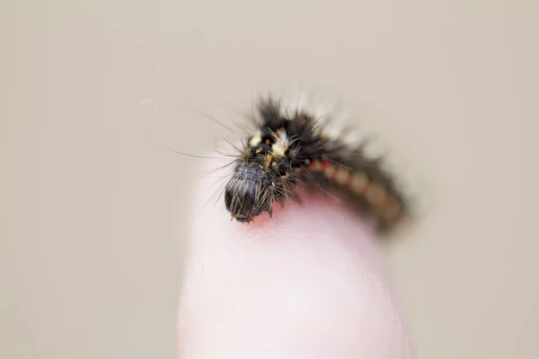 parmağına tırtıl