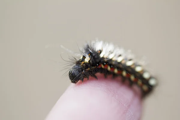 The caterpillar on the finger — Stock Photo, Image