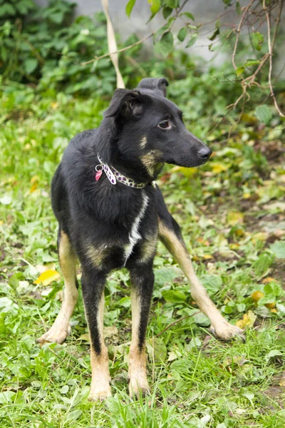 Cão engraçado — Fotografia de Stock