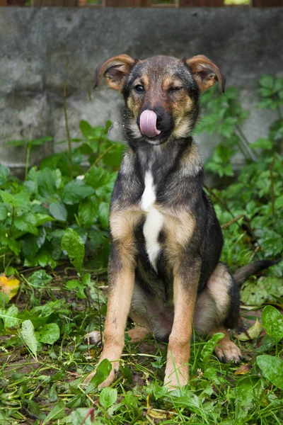 Perro divertido — Foto de Stock