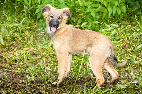 Lustiger Hund — Stockfoto