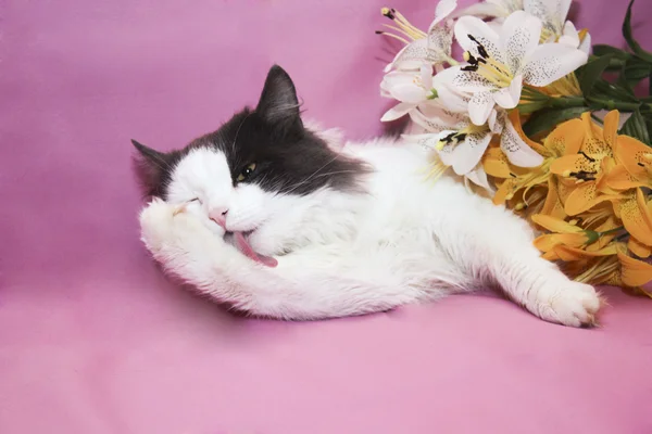 Смешная кошка Лицензионные Стоковые Изображения