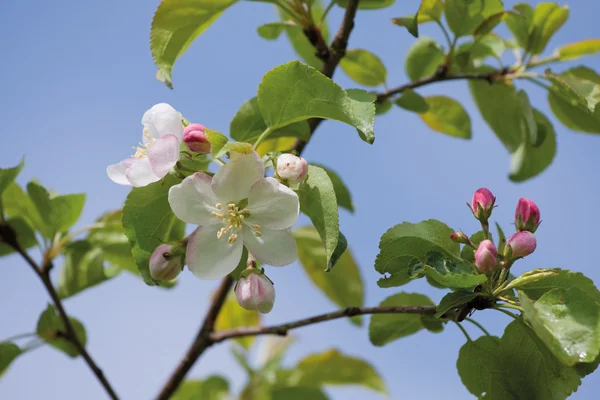 苹果花 — 图库照片