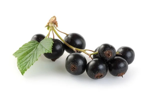 Black currants — Stock Photo, Image