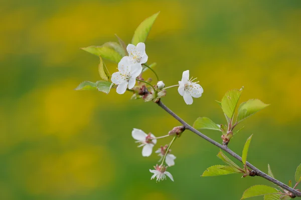 Třešeň kvetoucí — Stock fotografie