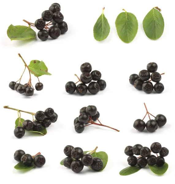 Zwarte chokeberry — Stockfoto