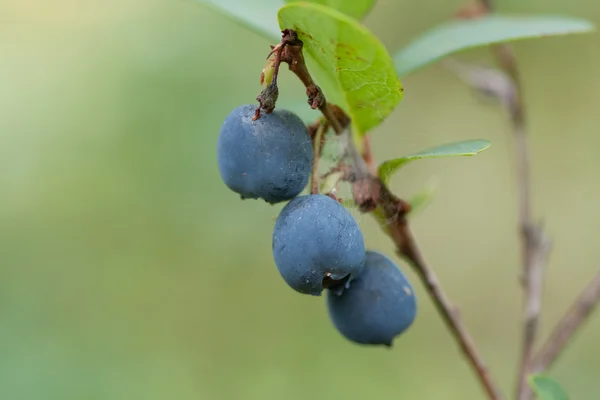 用叶子蓝莓 — 图库照片