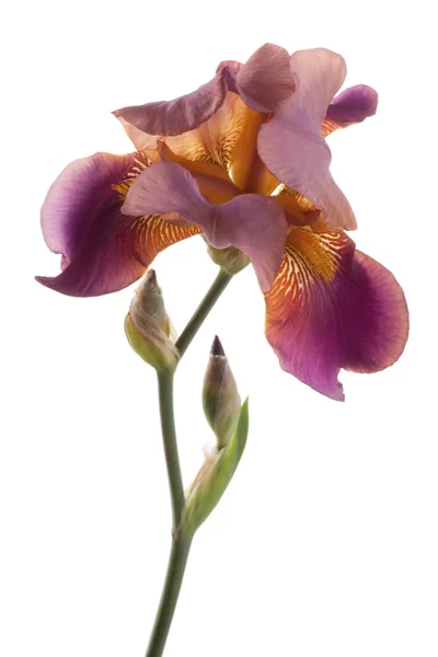 kahverengi ve sarı iris