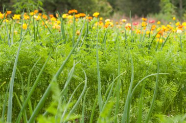 havuç tops ve yeşil soğan