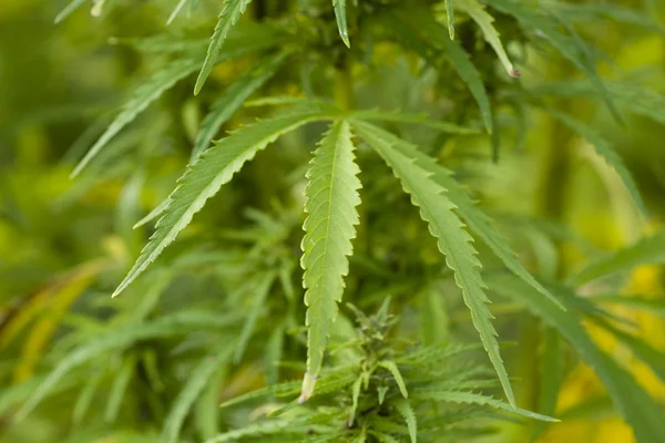 Cannabis Sativa — Stockfoto