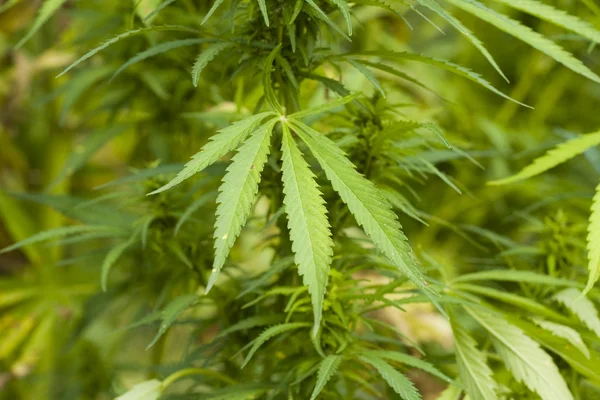 Cannabis sativa — Foto de Stock