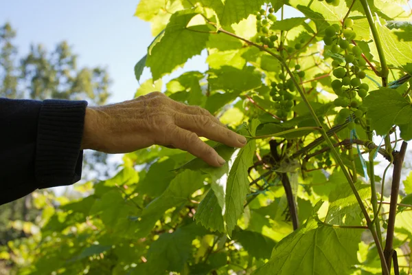 Checking the ripeness of the grapes — Stock Photo, Image