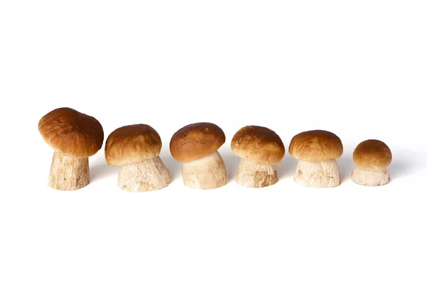 Boletus edulis — Fotografia de Stock