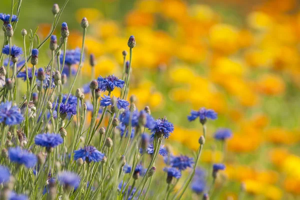 Cornflower and Marigold — Stock Photo, Image