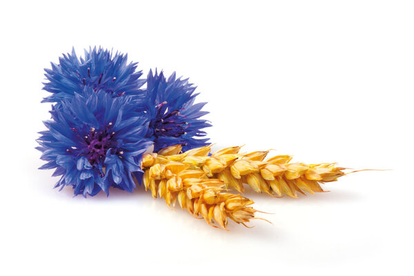 Васильки и уши
