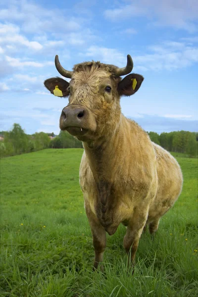Vaca em campos verdes — Fotografia de Stock