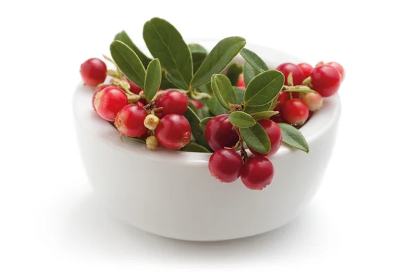 Cowberry in white bowl — Stock Photo, Image