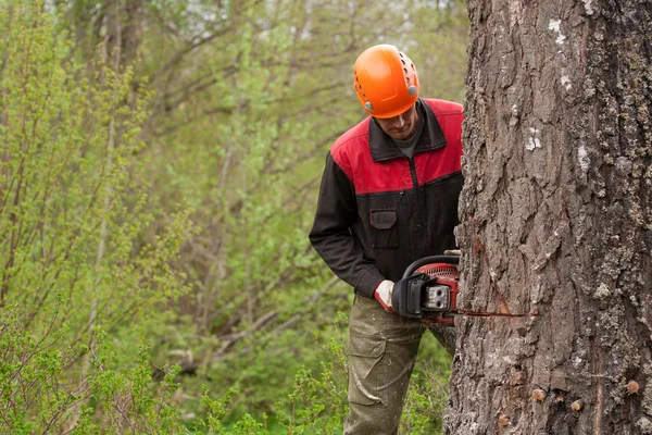 Den Baum fällen — Stockfoto