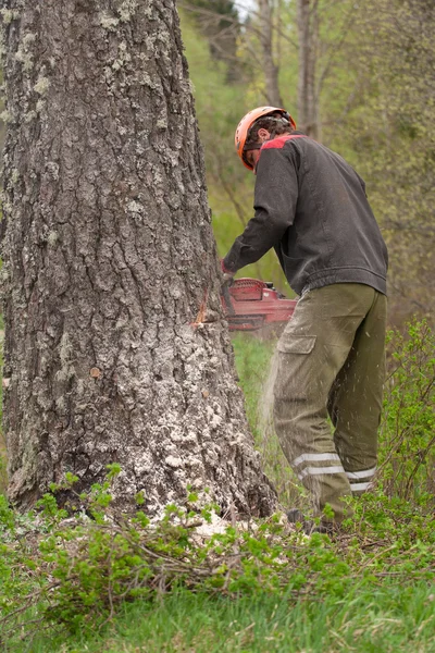 Fällung des Baumes — Stockfoto