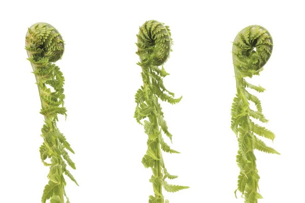 Fern sprouts — Stock Photo, Image